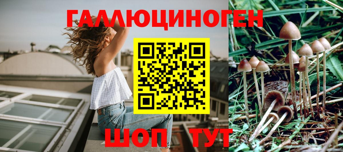 Братск  купить наркотик  Вход с VPN  Псилоцибиновые грибы Psilocybine cubensis 